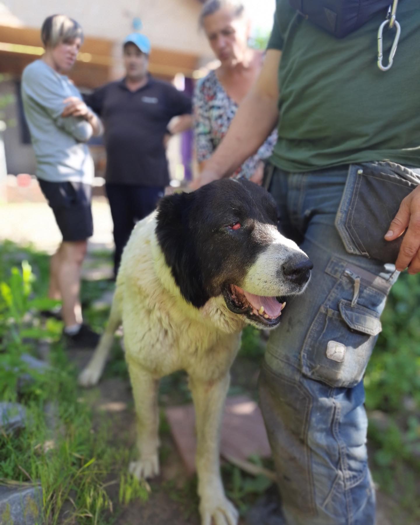 Потерявшийся под Харьковом алабай вернулся в семью