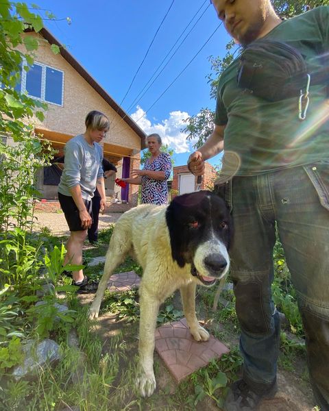 Потерявшийся под Харьковом алабай вернулся в семью