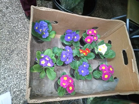 Тюльпаны и мимозы: почем продают цветы к 8 марта уличные торговцы в Харькове фото 7 6