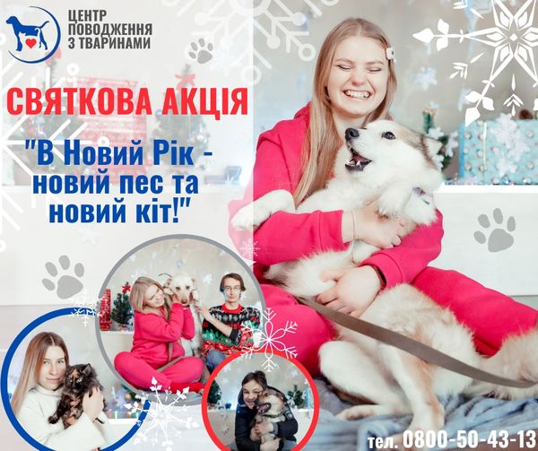 Харьковчане, взявшие животное из приюта, получат годовой сертификат на услуги ветеринара.