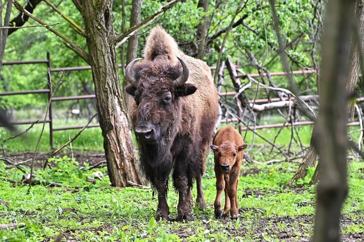 Детеныш все время находится с мамой. Фото: feldman-ecopark.com