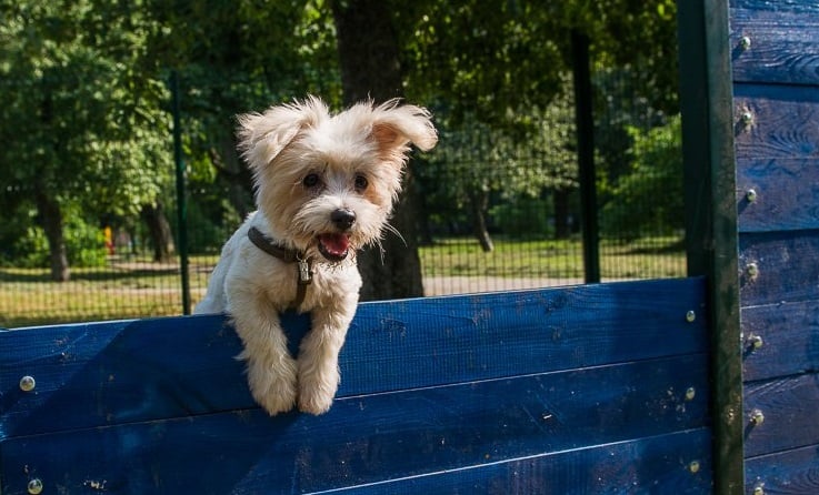 Смотри адреса: где в Харькове есть площадки для выгула и дрессировки собак фото 1