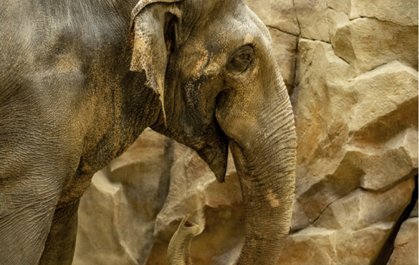 В Харьковском зоопарке появятся новые слоны.