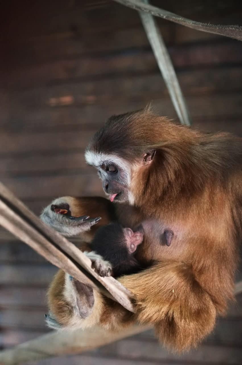 В харьковском экопарке в семье гиббонов впервые родился малыш.