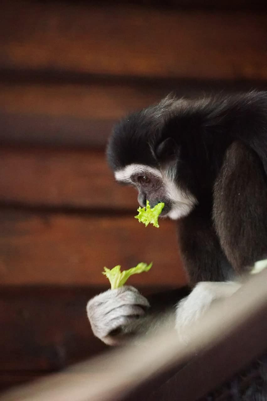 В харьковском экопарке в семье гиббонов впервые родился малыш.
