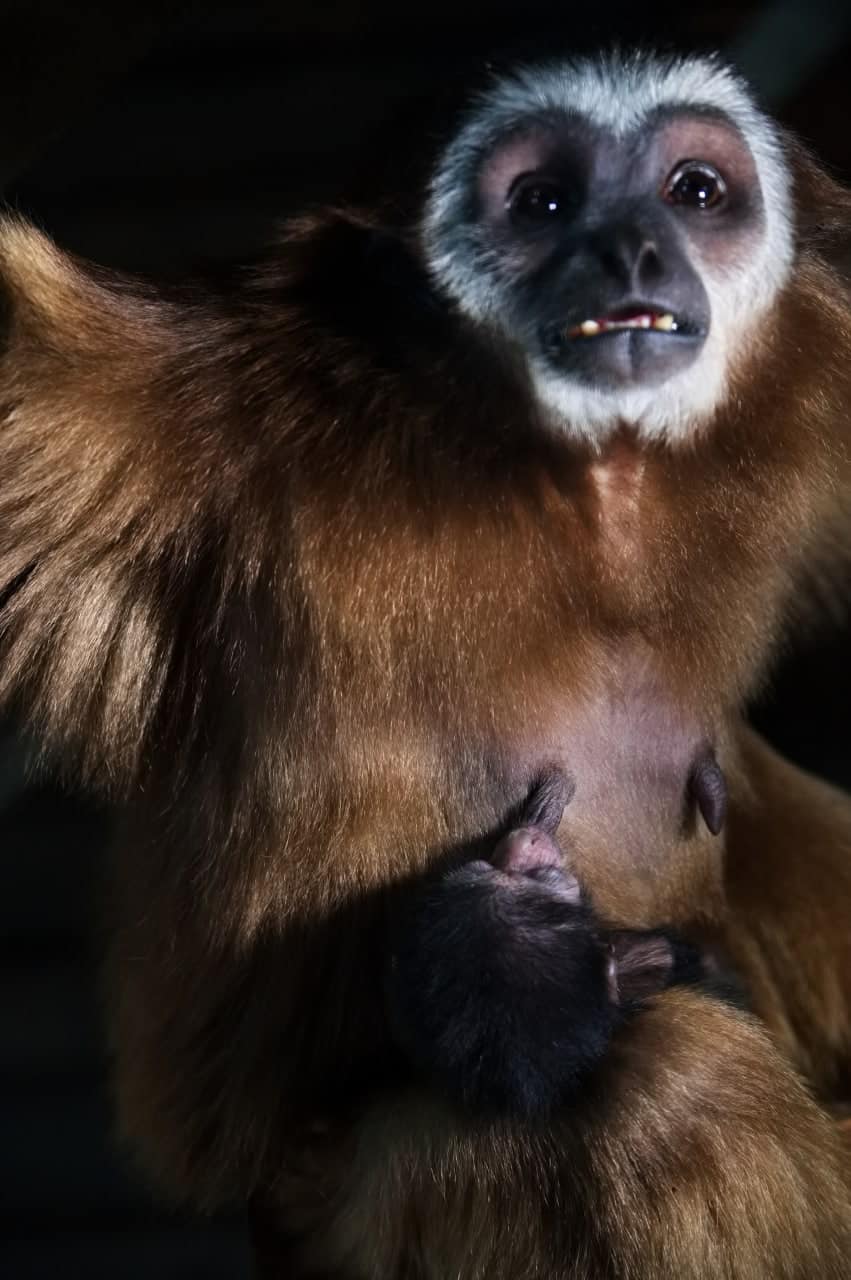 В харьковском экопарке в семье гиббонов впервые родился малыш.