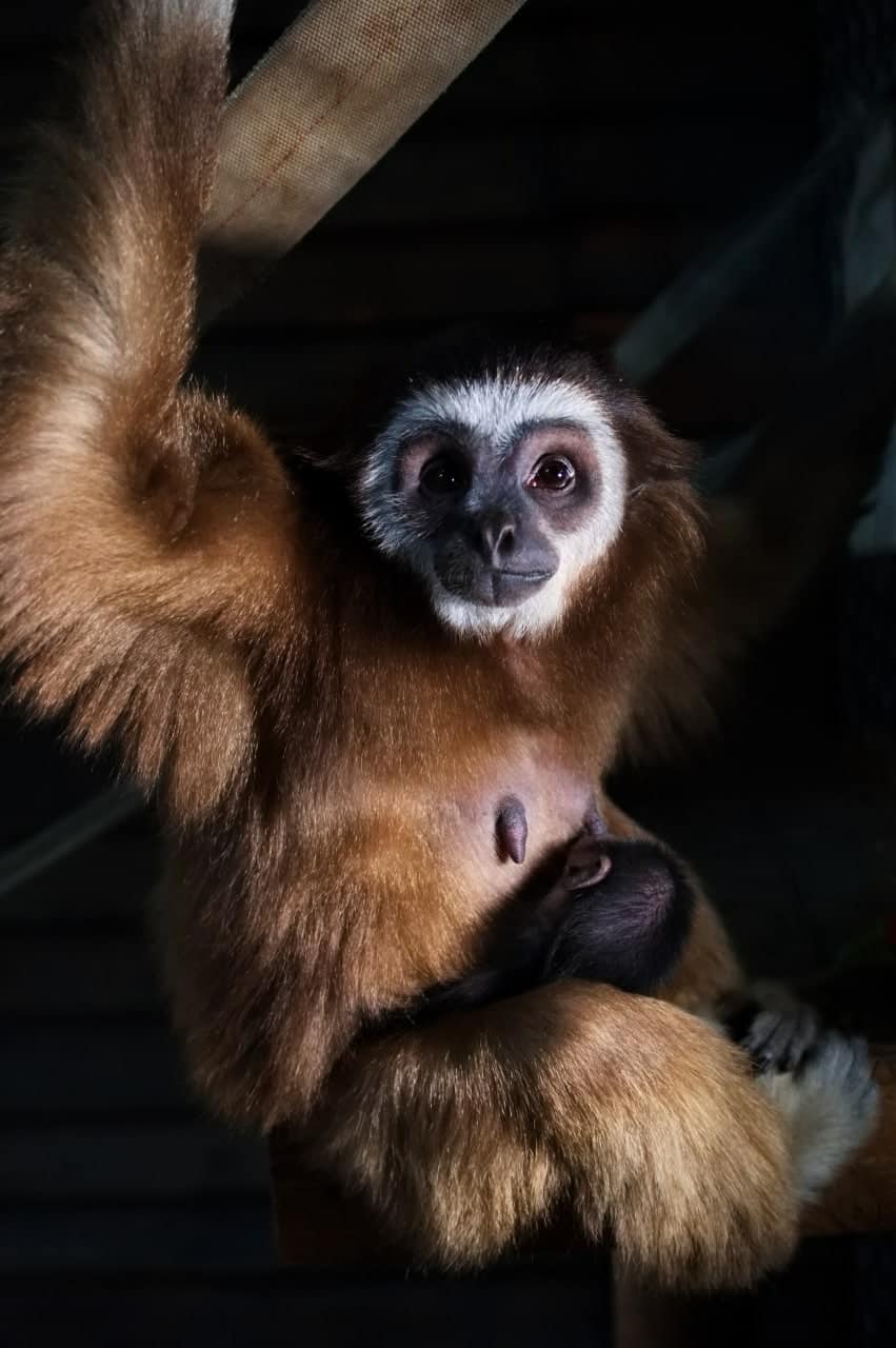 В харьковском экопарке в семье гиббонов впервые родился малыш.