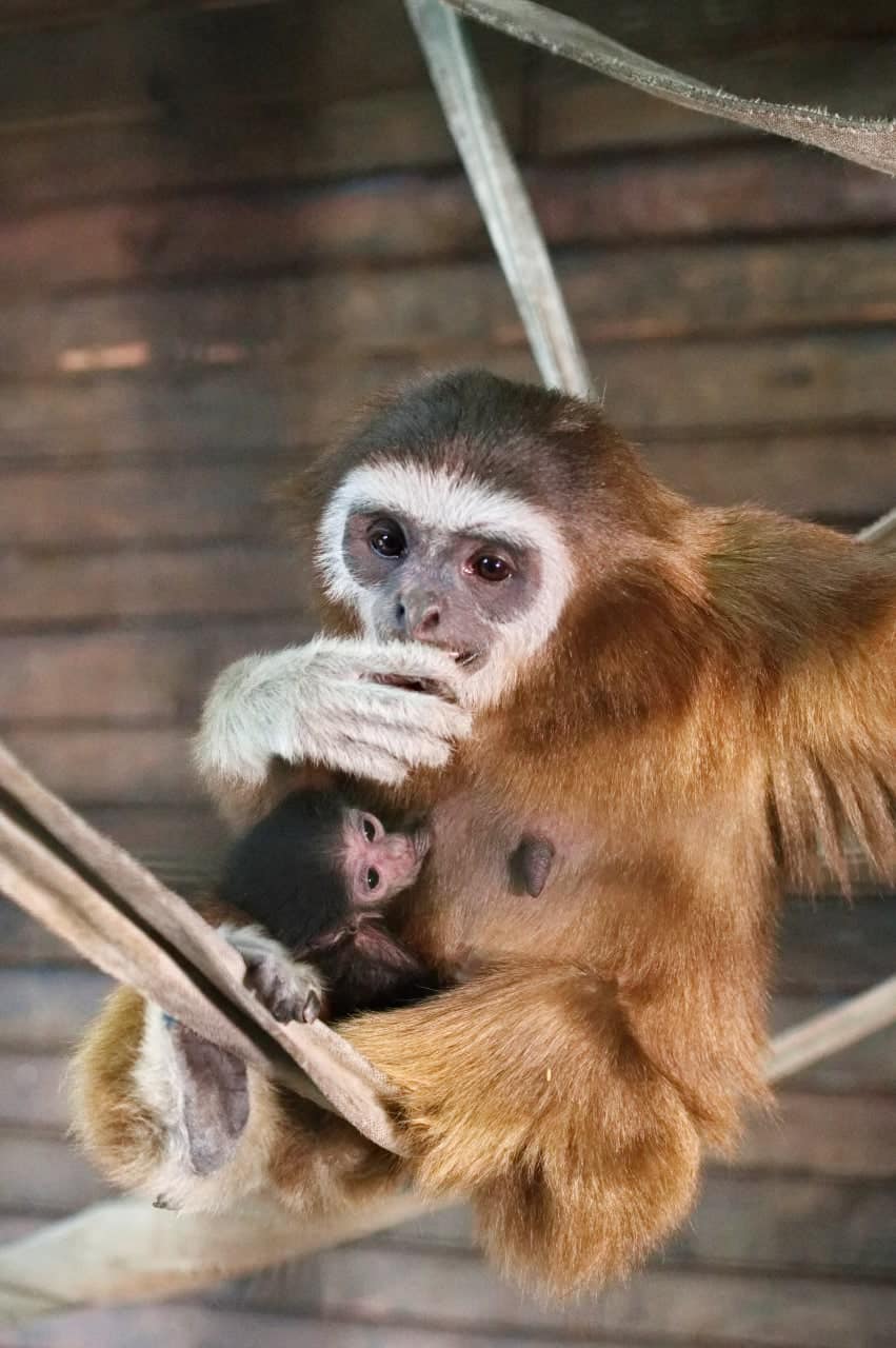 В харьковском экопарке в семье гиббонов впервые родился малыш.
