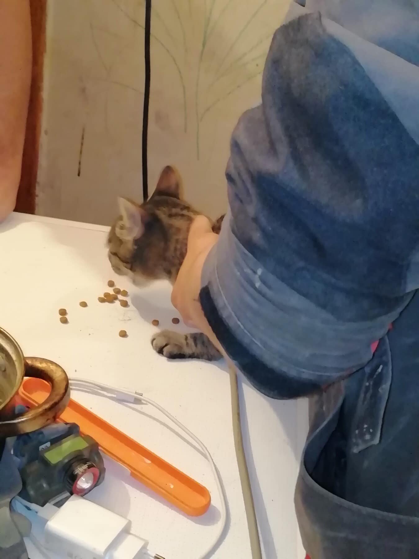 Пробили дырки в четырех квартирах: из вентиляции харьковской многоэтажки спасли кота фото 4 3