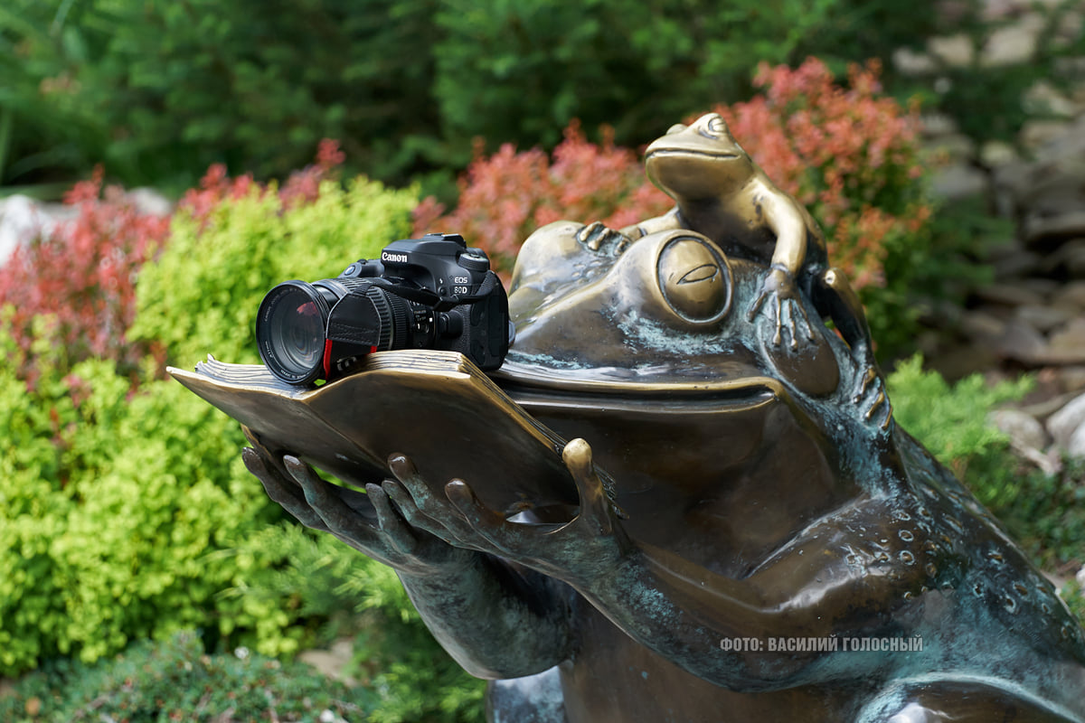 Фотофакт: в парке Горького распустились лотосы фото 18 17