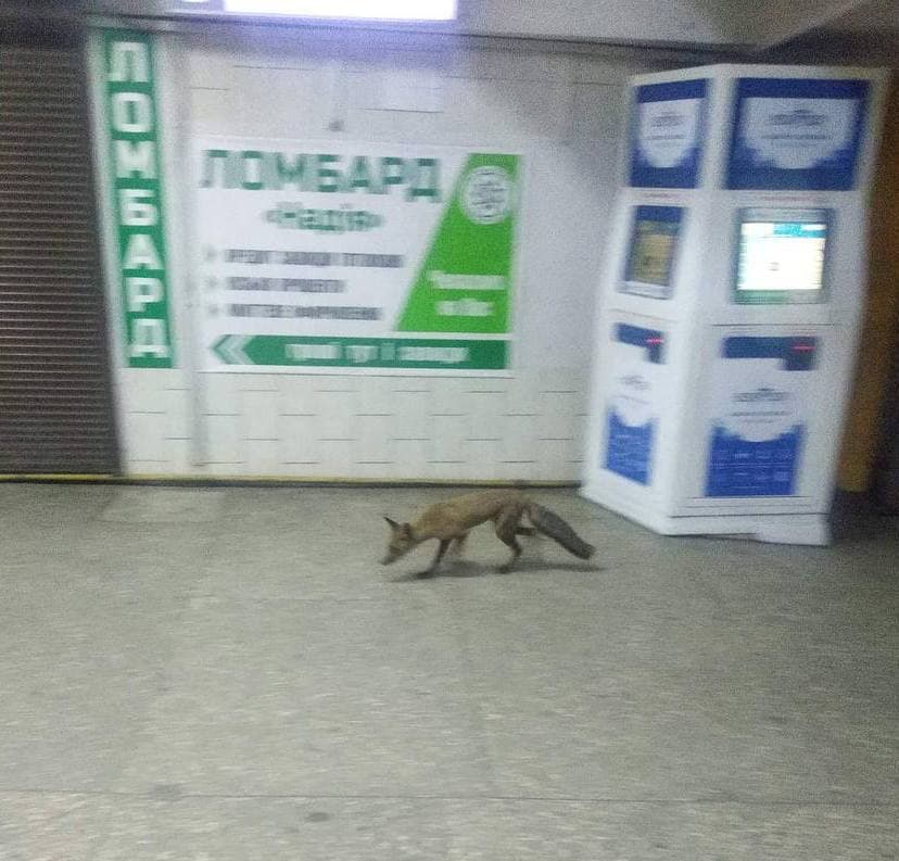 Фото: Типичное ХТЗ