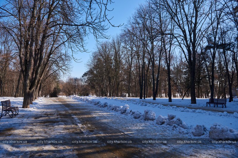 "Зроблять пляжну зону": у Харкові реконструюють Олексіївський лугопарк.