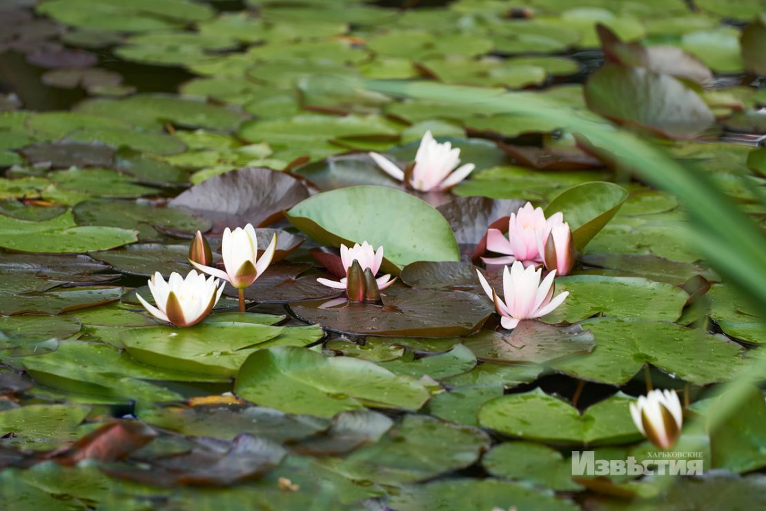 Фотофакт: в парке Горького распустились лотосы фото