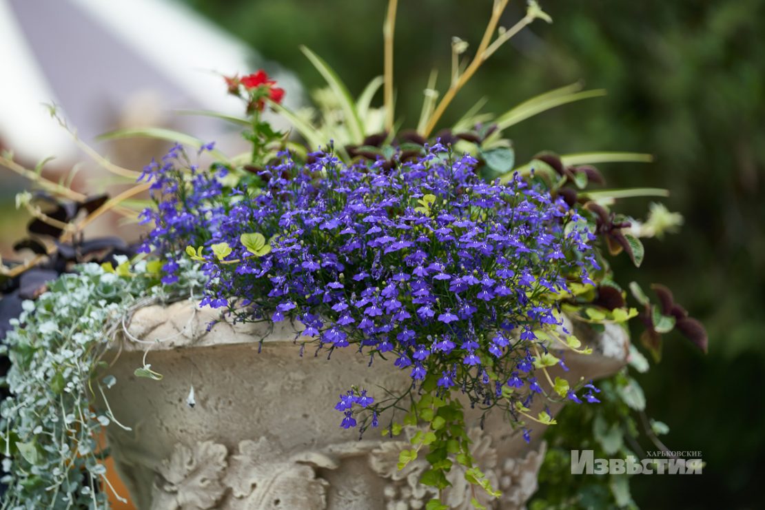 Фотофакт: в парке Горького распустились лотосы фото 10 9