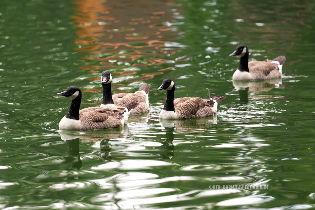 Фотофакт: в парке Горького распустились лотосы фото 17 16