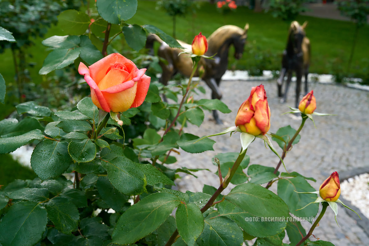 Фотофакт: в парке Горького распустились лотосы фото 15 14