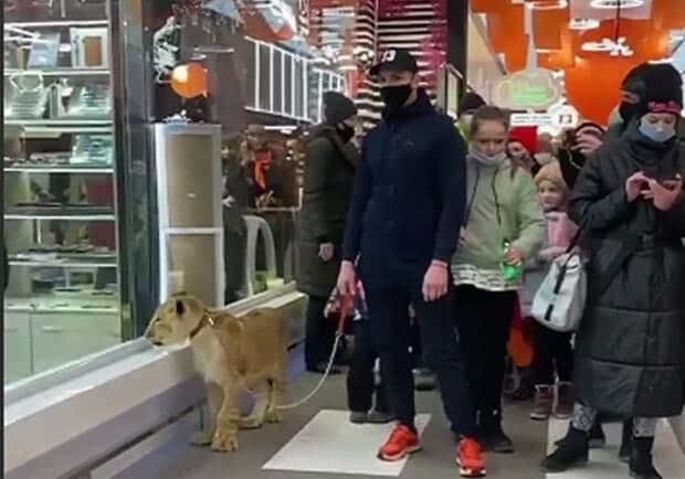 Живой лев "на работе" в супермаркете: зоозащитники готовят обращение в полицию фото 1