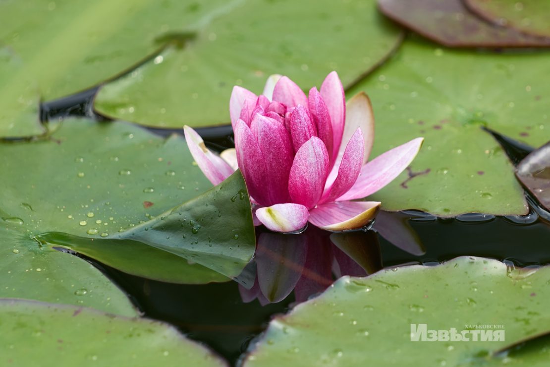 Фото: Харьковские известия