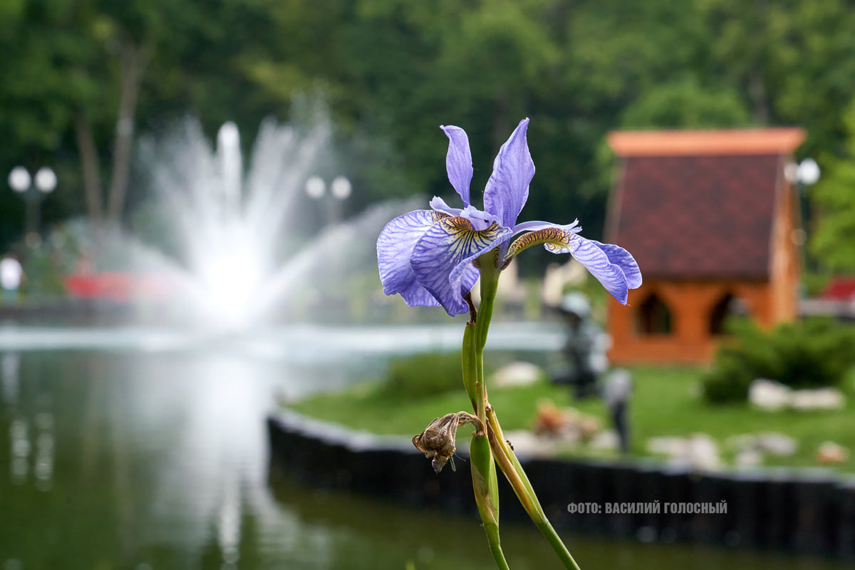 Фотофакт: в парке Горького распустились лотосы фото 14 13