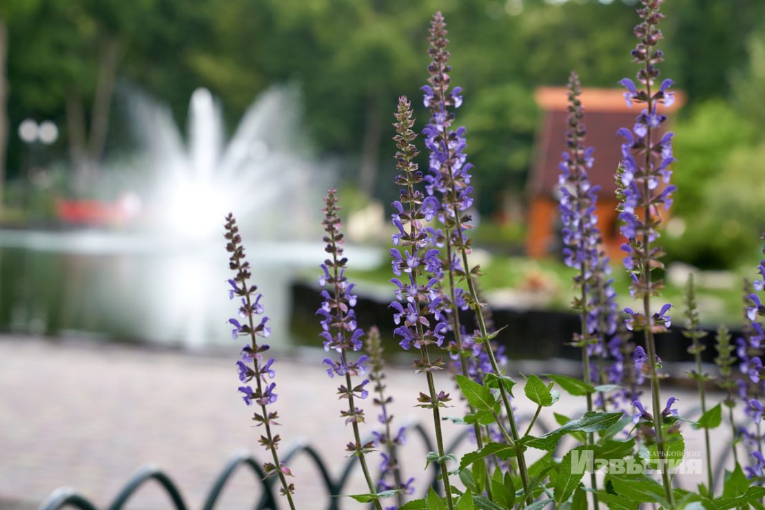 Фотофакт: в парке Горького распустились лотосы фото 9 8