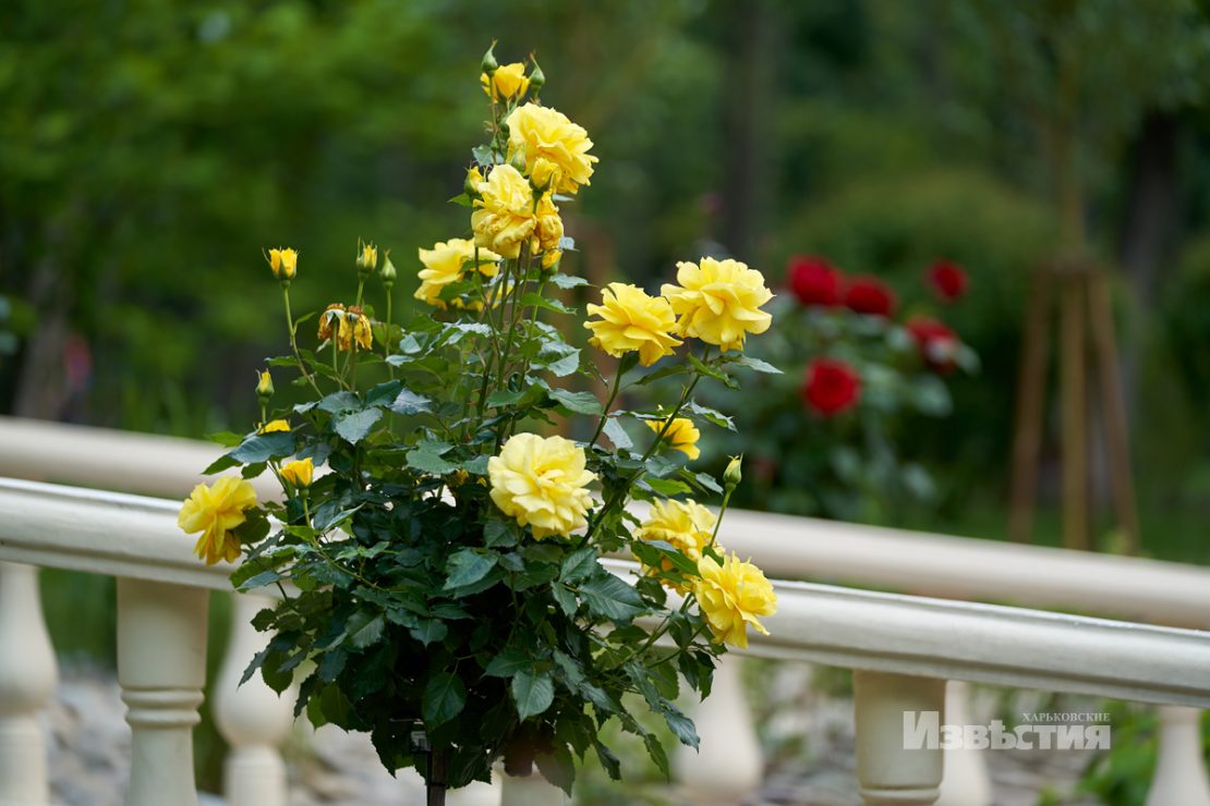 Фотофакт: в парке Горького распустились лотосы фото 4 3