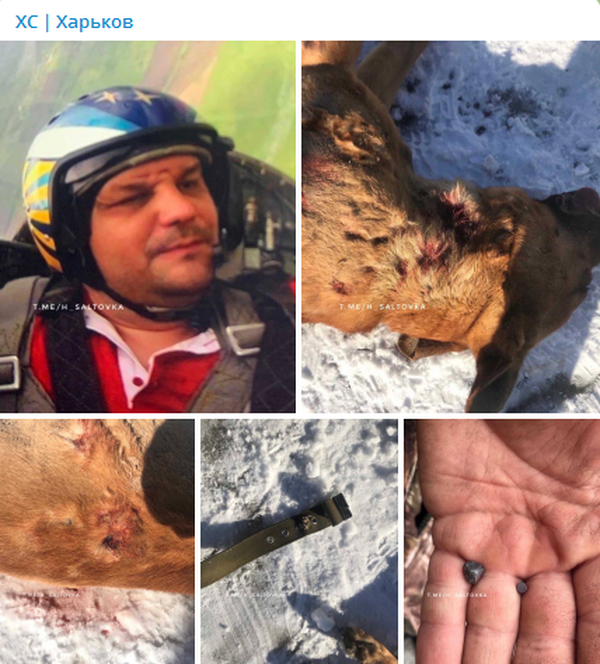 В Харькове мужчина застрелил домашнего пса в чужом дворе.