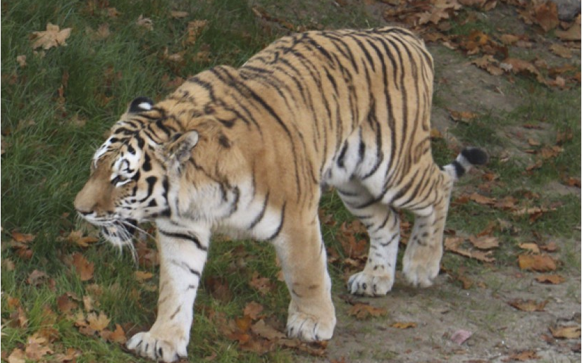 "Обходит свои владения": в Харьковском зоопарке в новый вольер переехал амурский тигр Елисей фото 2 1