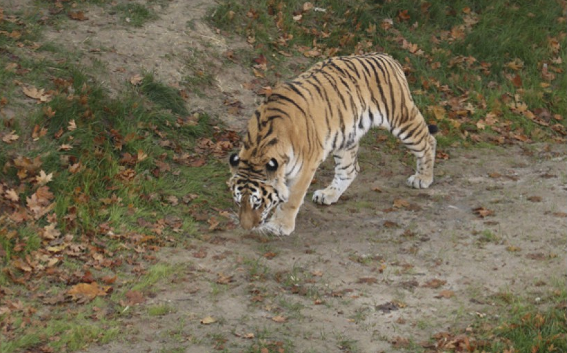 "Обходит свои владения": в Харьковском зоопарке в новый вольер переехал амурский тигр Елисей фото 1
