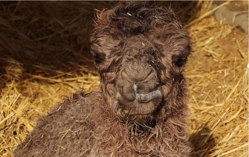 "Произошел сбой": в Харьковском зоопарке родился верблюжонок.