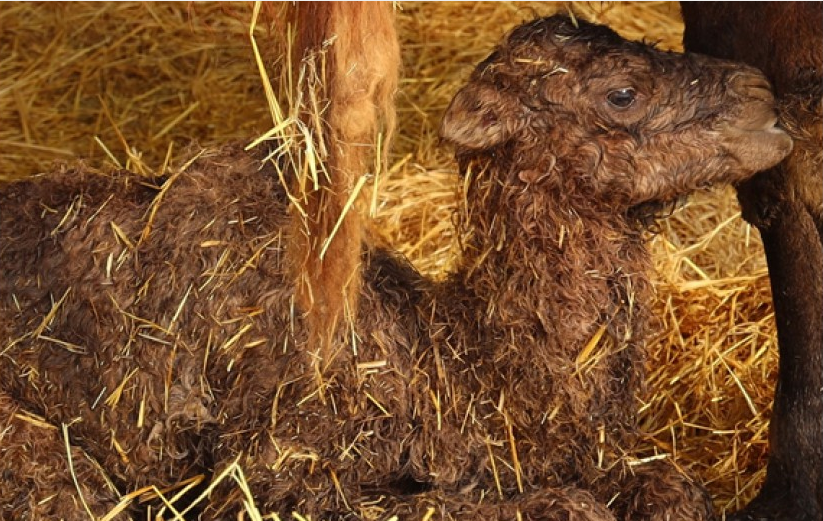 "Произошел сбой": в Харьковском зоопарке родился верблюжонок.