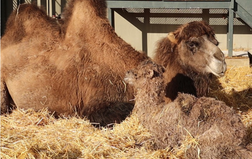 "Произошел сбой": в Харьковском зоопарке родился верблюжонок.