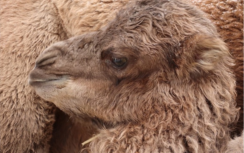 "Произошел сбой": в Харьковском зоопарке родился верблюжонок.