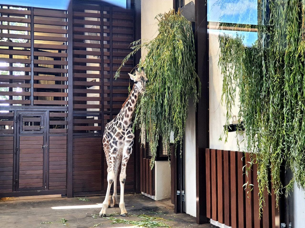 Пингвины, белые медведи и другие: в Харьковском зоопарке в ближайшее время появятся новые животные фото 2 1