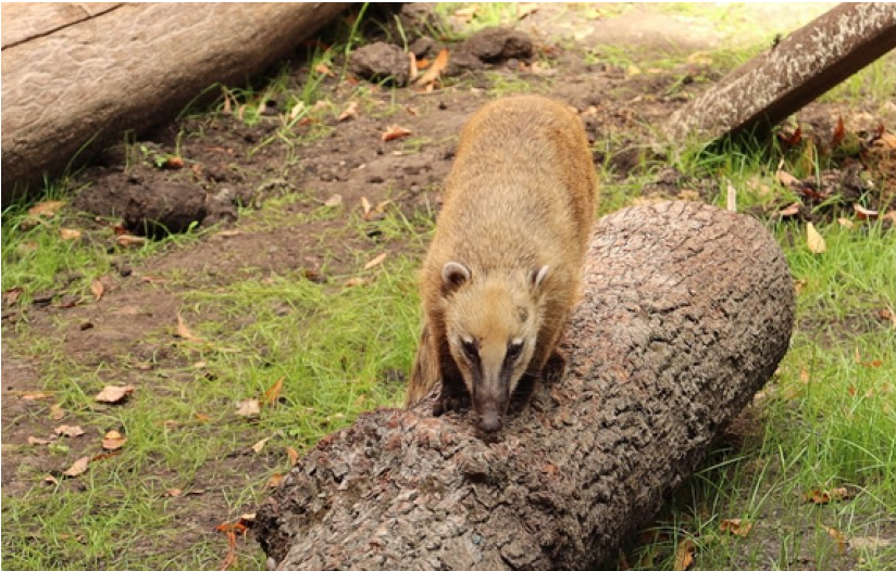 Видеофакт: в Харьковский зоопарк поселили новых животных фото 2 1