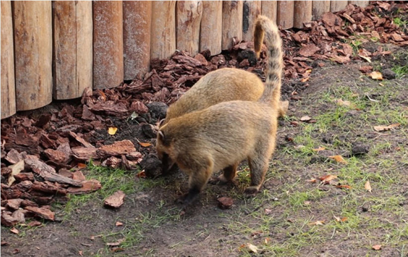 Видеофакт: в Харьковский зоопарк поселили новых животных фото 3 2