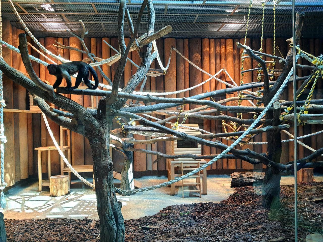 Пингвины, белые медведи и другие: в Харьковском зоопарке в ближайшее время появятся новые животные фото 4 3