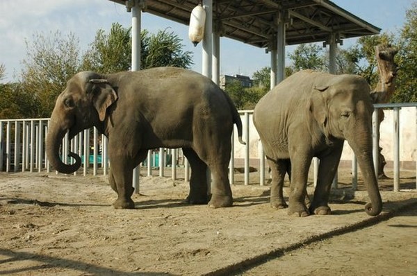Слоны Аун и Тэнди
