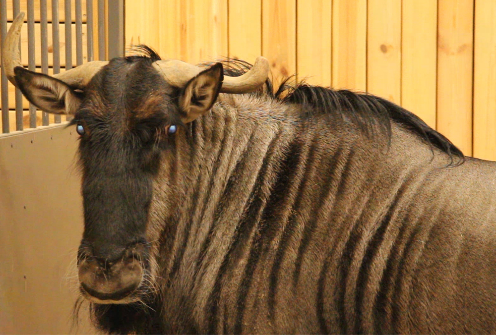 Фото: Харьковский зоопарк