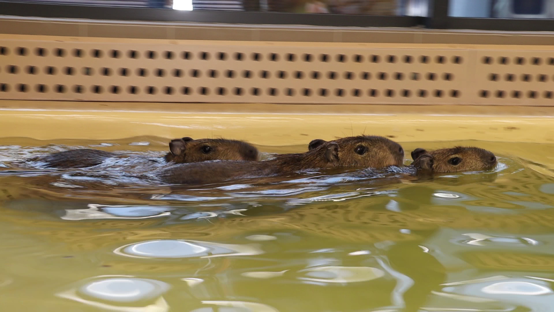 Капибары в Харьковском зоопарке переехали в новый вольер