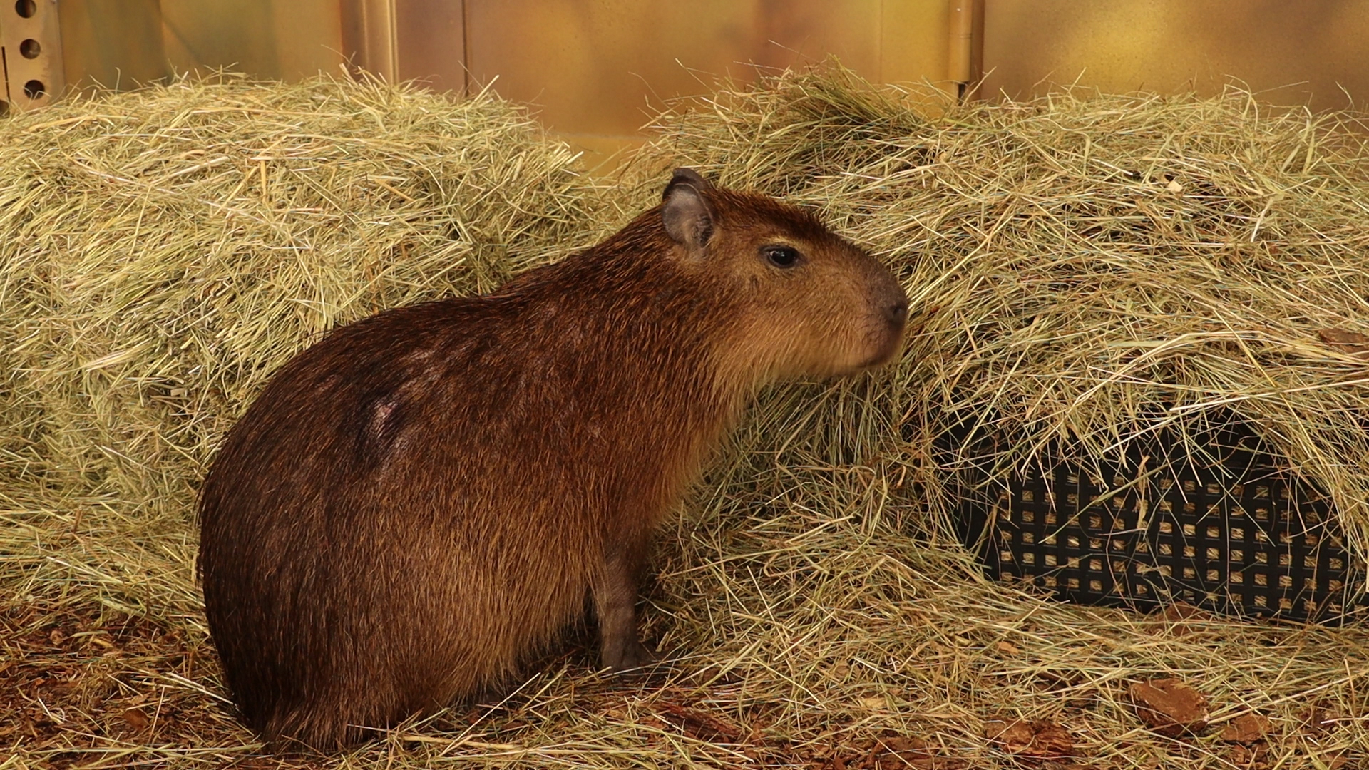 Капибары в Харьковском зоопарке переехали в новый вольер