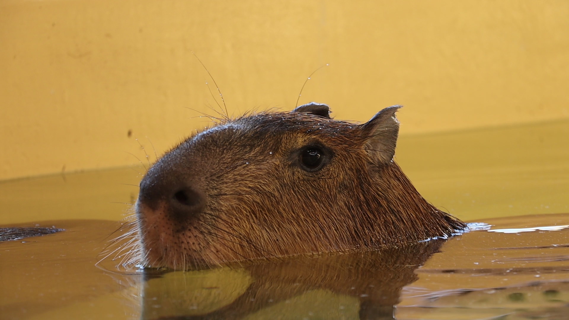 Капибары в Харьковском зоопарке переехали в новый вольер