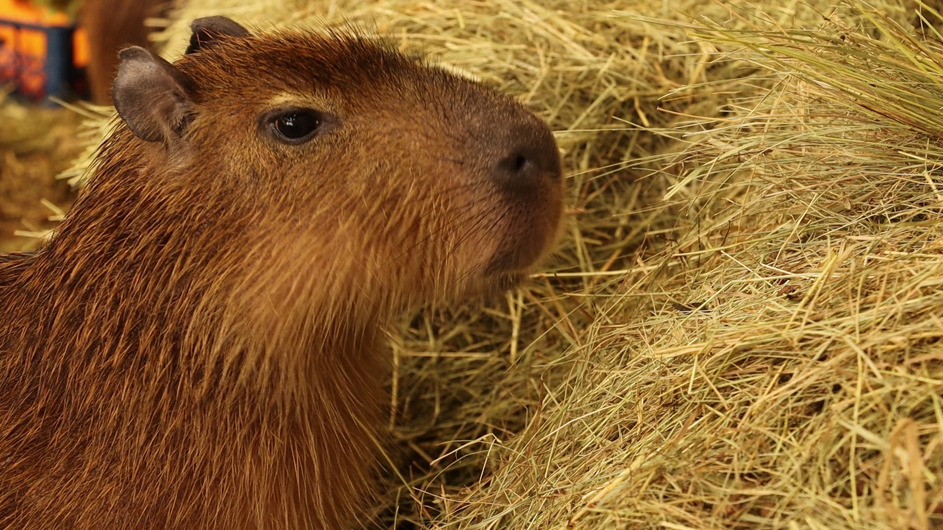 Капибары в Харьковском зоопарке переехали в новый вольер