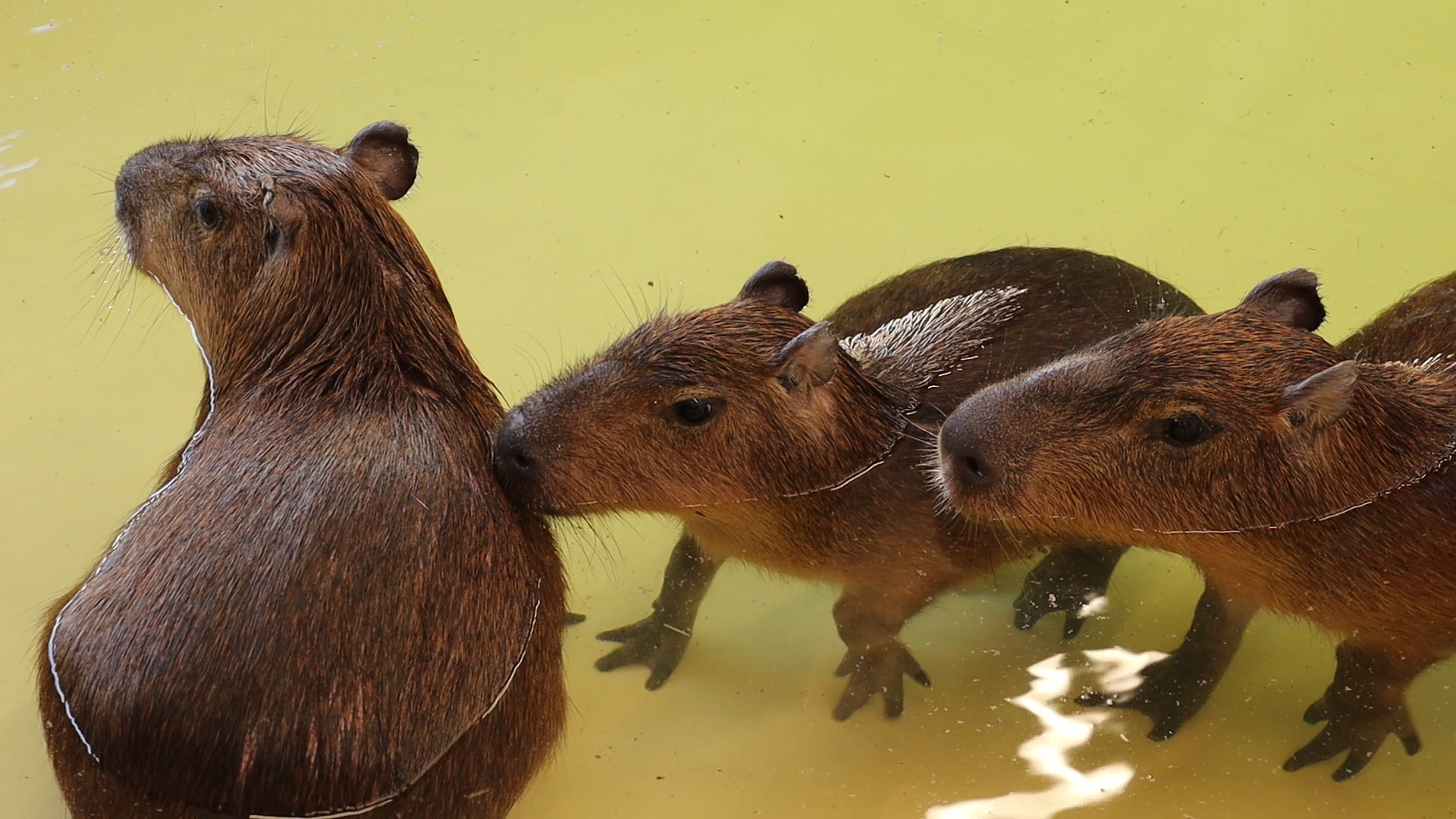 Капибары в Харьковском зоопарке переехали в новый вольер