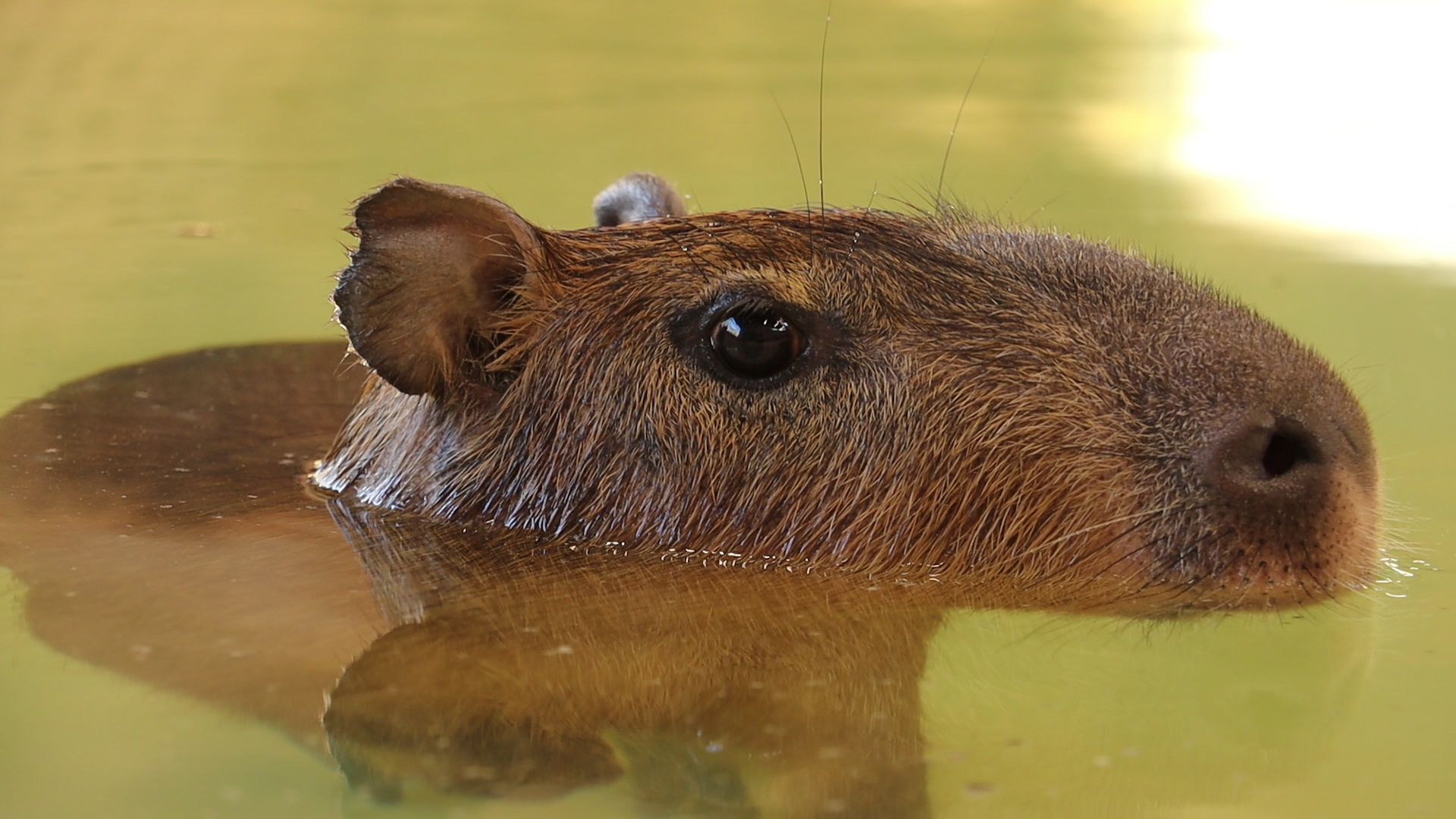 Капибары в Харьковском зоопарке переехали в новый вольер