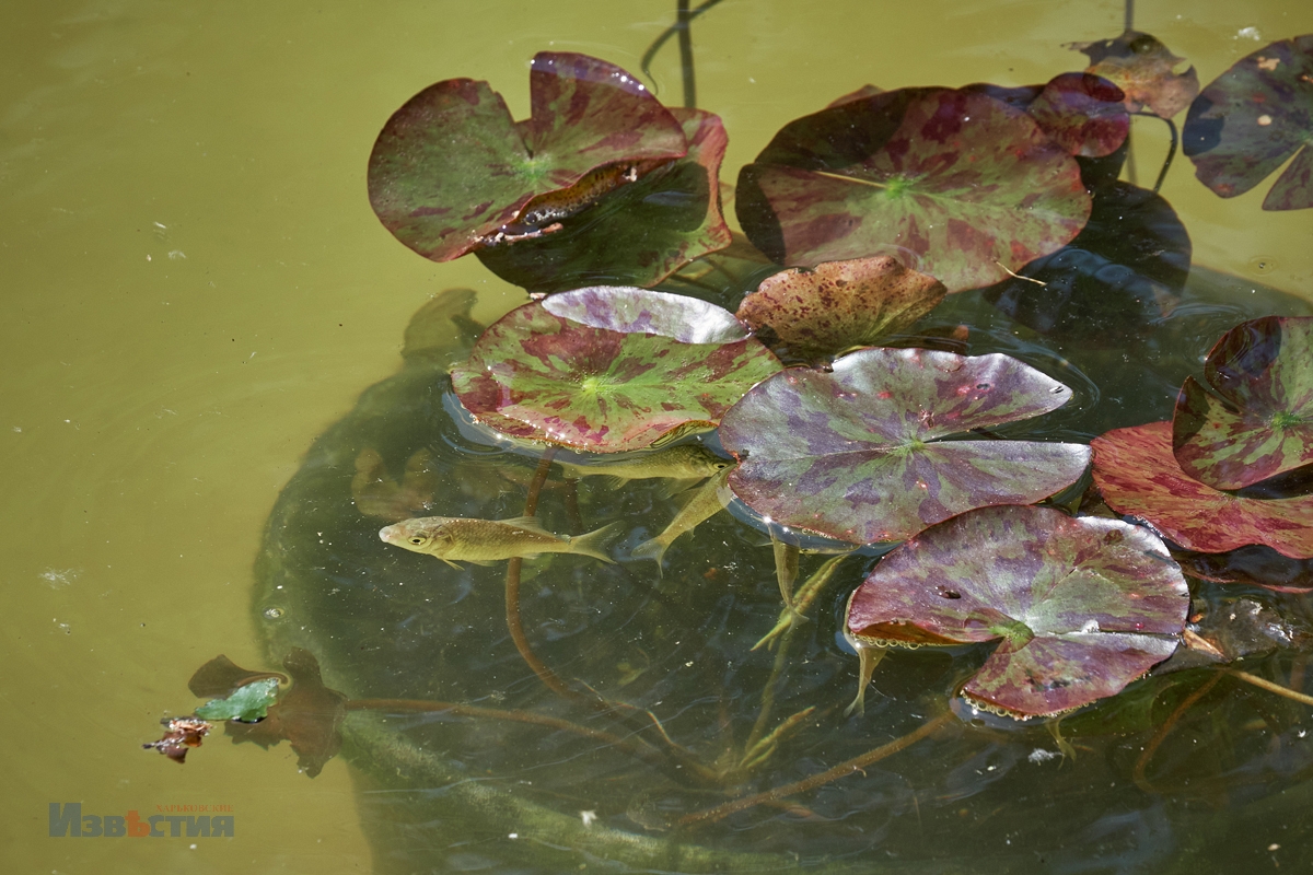 В Центральном парке Харькова готовят к открытию озеро.