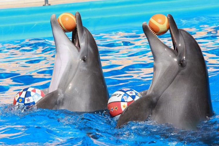 Дельфінарій NEMO. Романтичне шоу 