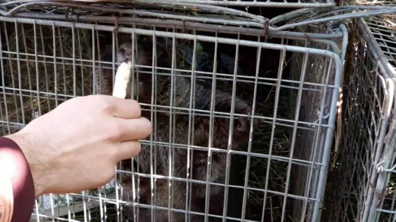 Харьковский бабак-синоптик Тимка пережил оккупацию.