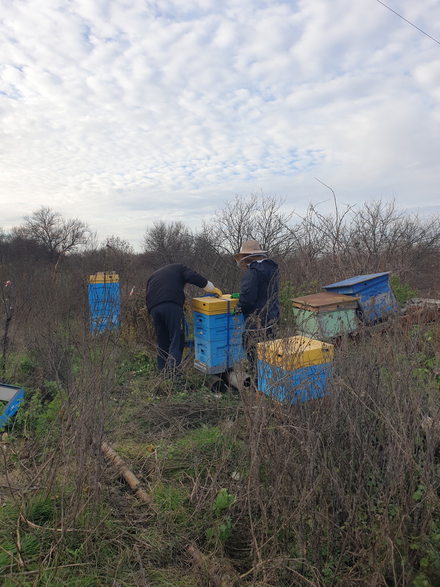 Бджіл із Харківської області евакуювали під Львів.