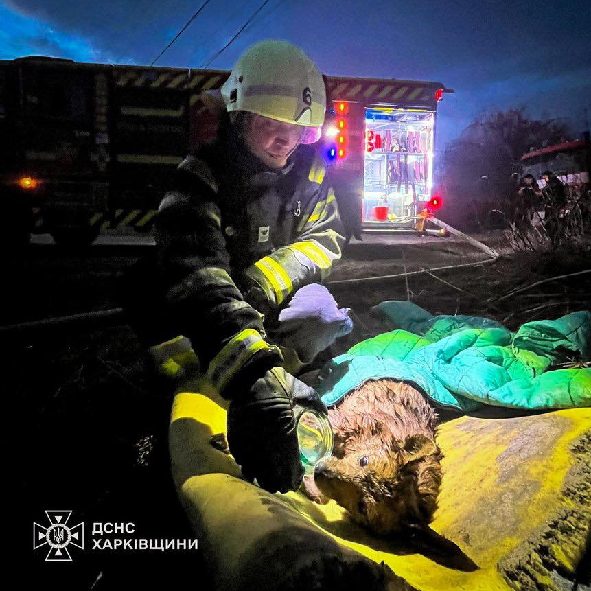 Врятували з вогню: у Харкові борються за життя двох собак &mdash; Біма та Боцмана фото 1