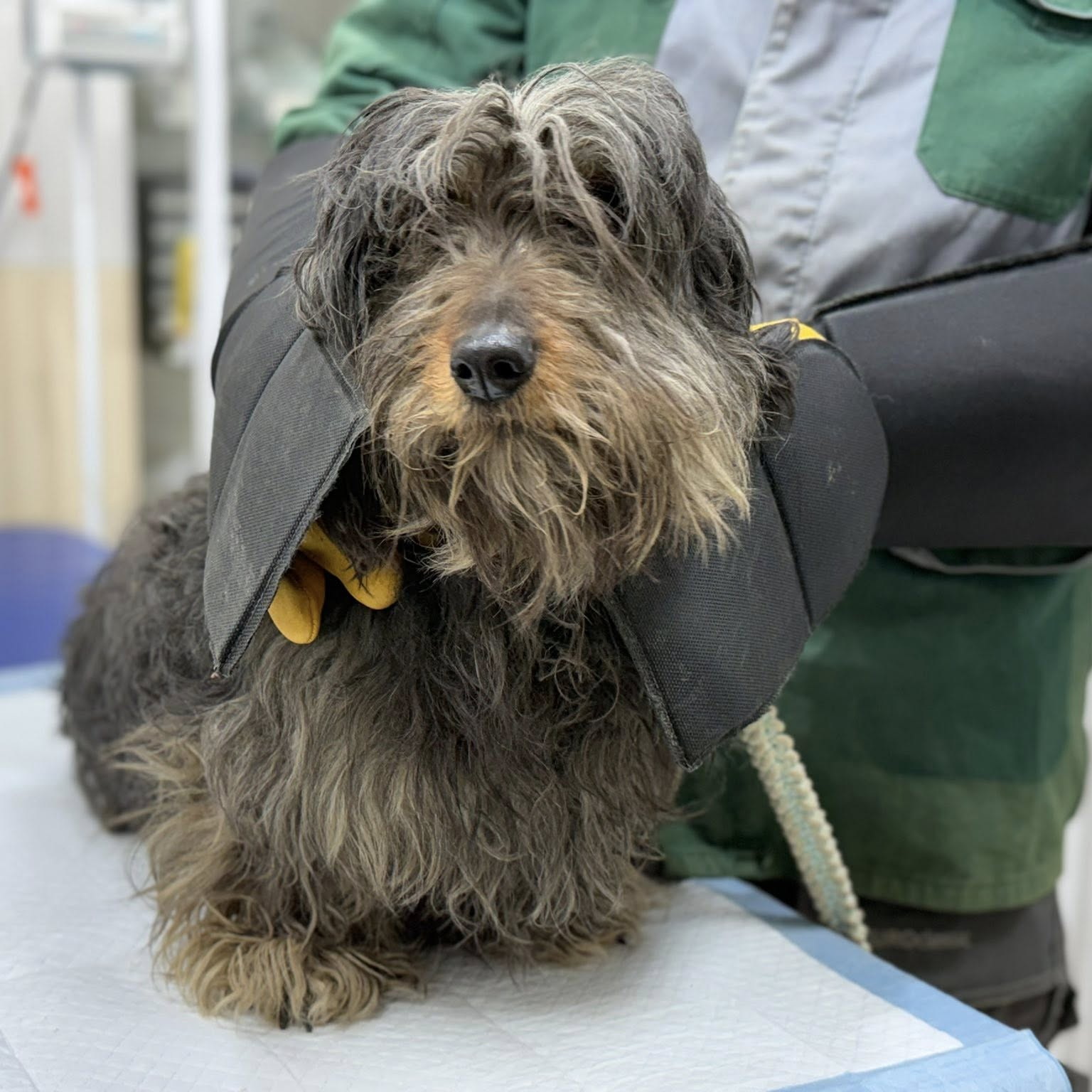 Врятували з вогню: у Харкові борються за життя двох собак &mdash; Біма та Боцмана фото 3 2